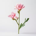 Minimalist Floral Art: Pink Petals On White Background
