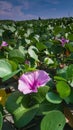 Pink Flower and Green Leaves of Water Hyacinth Royalty Free Stock Photo