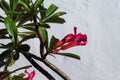 Pink flower with green leaves on white wall background. Blooming tropical garden detail. Royalty Free Stock Photo
