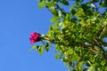 Pink flower on green shrub of dog rose against clear blue sky Royalty Free Stock Photo