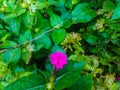 Pink flower and green vegetation