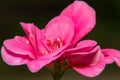 Pink flower on a greenish background