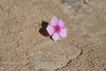 pink flower on the ground with cracks Royalty Free Stock Photo