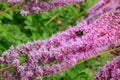 pink flower groupings with bee in northwest garden