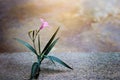 Pink flower growing on crack street, soft focus Royalty Free Stock Photo