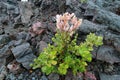 Pink flower growing in the lava Royalty Free Stock Photo