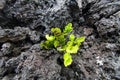 Pink flower growing in the lava Royalty Free Stock Photo