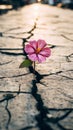 Pink flower grows through cracks in the earth Royalty Free Stock Photo