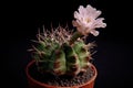 Pink flower of gymnocalycium cactus blooming against dark background Royalty Free Stock Photo