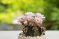 Pink flower gymnocalycium mihanovichii cactus in white little pot blooming with sunlight over blur green natural bokeh background Royalty Free Stock Photo