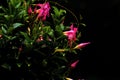 The pink flower is hanging in a basket and plays a role in attracting Hummingbirds