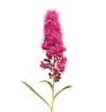 Pink flower of hardhack steeplebush or rose spirea isolated on white. Spiraea douglasii