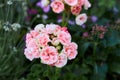 Pink flower head inflorescence of pelargonium Royalty Free Stock Photo