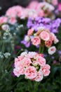 Pink flower head inflorescence of pelargonium Royalty Free Stock Photo