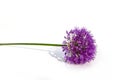 Lilac / pink Allium Onion Flower isolated on white background Royalty Free Stock Photo