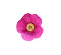 Pink flower head with petals isolated on white background