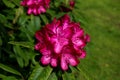 Pink Flower Head on a Rhododendron Bush in Springtime Royalty Free Stock Photo