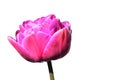 Pink flower head of tulip hybrid Blue Diamond, slightly high key style photo