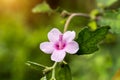 Caesar weed plant with blur background Royalty Free Stock Photo