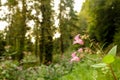 The pink flower Himalayan Balsam