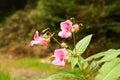 The pink flower Himalayan Balsam