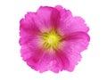 Pink flower of hollyhock isolated on white, Alcea rosea