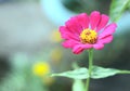 Pink flower