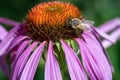 Pink flower with honey bee Royalty Free Stock Photo