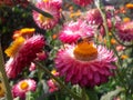 Pink flower with honey bee Royalty Free Stock Photo