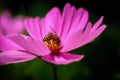 Pink flower and honey bee Royalty Free Stock Photo