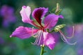 Pink flower of Hong Kong Orchid Tree, Bauhinia blakeana Royalty Free Stock Photo