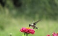 Pink Flower with Hummingbird