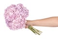 Pink flower hydrangea in hand (Clipping path) Royalty Free Stock Photo