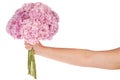 Pink flower hydrangea in hand (Clipping path) Royalty Free Stock Photo