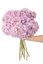 Pink flower hydrangea in hand (Clipping path) Royalty Free Stock Photo