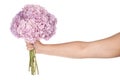 Pink flower hydrangea in hand (Clipping path) Royalty Free Stock Photo