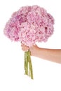 Pink flower hydrangea in hand (Clipping path) Royalty Free Stock Photo
