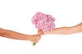 Pink flower hydrangea in hands (Clipping path) Royalty Free Stock Photo