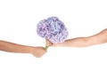 Pink flower hydrangea in hands (Clipping path) Royalty Free Stock Photo