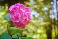 Pink flower of hydrangea (hortensia) in the arboretum in Sochi Royalty Free Stock Photo