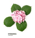 Pink flower of hydrangea isolated on a white background Royalty Free Stock Photo