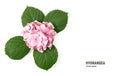 Pink flower of hydrangea isolated on a white background Royalty Free Stock Photo