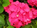 Pink flower hydrangea macrophylla or hydrangea ardorescens Royalty Free Stock Photo
