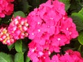 Pink flower hydrangea macrophylla or hydrangea ardorescens Royalty Free Stock Photo