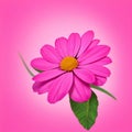 pink flower illustration on a pink background