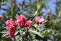 Pink Flower imagin bali foto Royalty Free Stock Photo