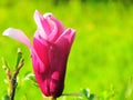 Pink Flower with insects and green background Royalty Free Stock Photo