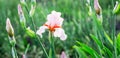 Pink flower of iris with buds on a green background among the leaves Royalty Free Stock Photo