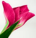 Pink flower iris on a green stem with buds. Isolated on  white  background. Close-up. For design. Royalty Free Stock Photo