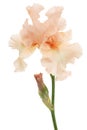 Pink flower of iris, isolated on white background Royalty Free Stock Photo